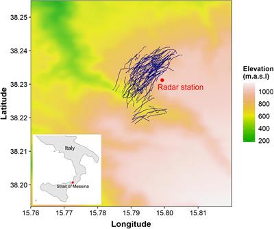 Groping in the Fog: Soaring Migrants Exhibit Wider Scatter in Flight Directions and Respond Differently to Wind Under Low Visibility Conditions